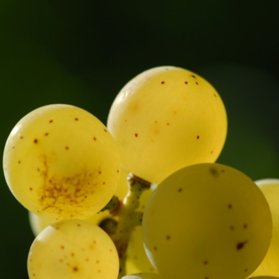 Silvaner ANT 1312